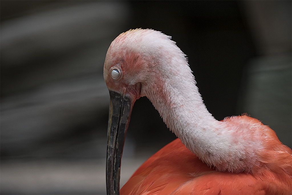 A 5 Wuppertal Zoo KA7_2705 als Smartobjekt-1 Kopie.jpg